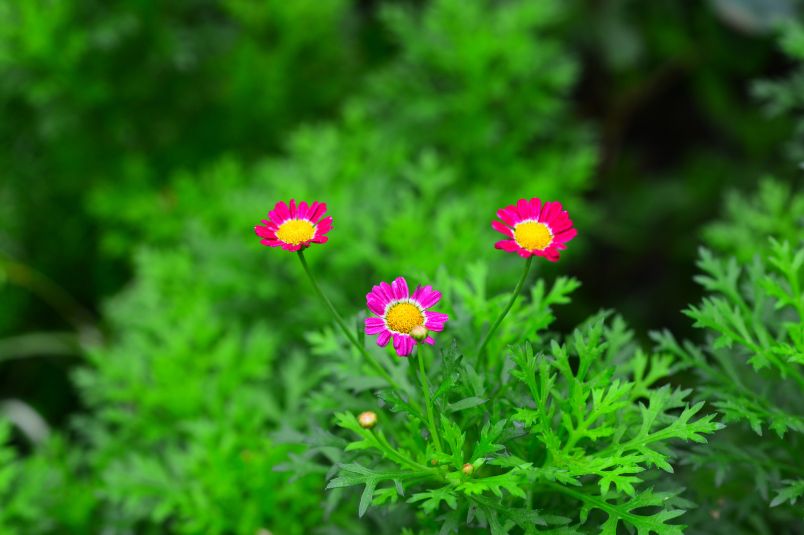 bloemen, fabriek, bladeren, bloemblaadjes