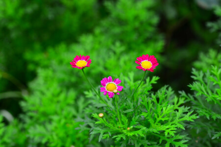 flores, hojas, pétalos, planta