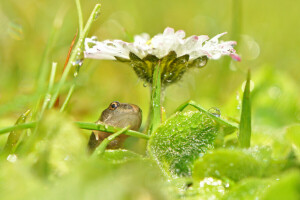 drops, flower, frog, glare, grass