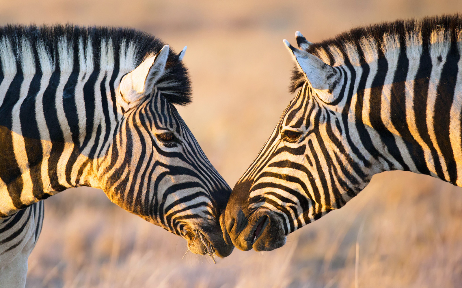 licht, twee, Zebra, Afrika