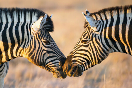 Africa, light, two, Zebra