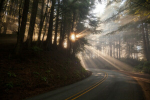 autunno, nebbia, mattina, strada