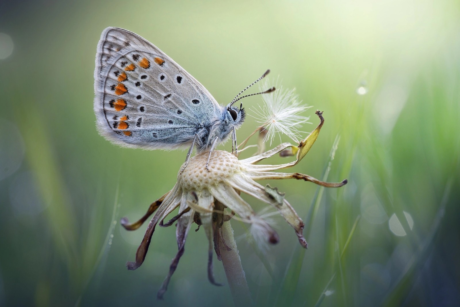 verano, macro, MARIPOSA, diente de león, Oduvanchik