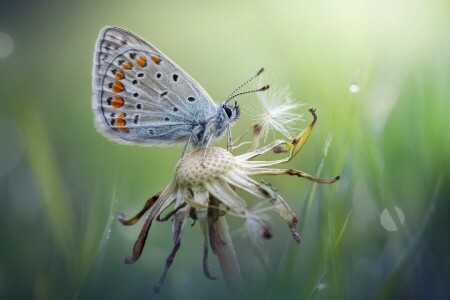 MOTYL, mniszek lekarski, makro, Oduvanchik, lato