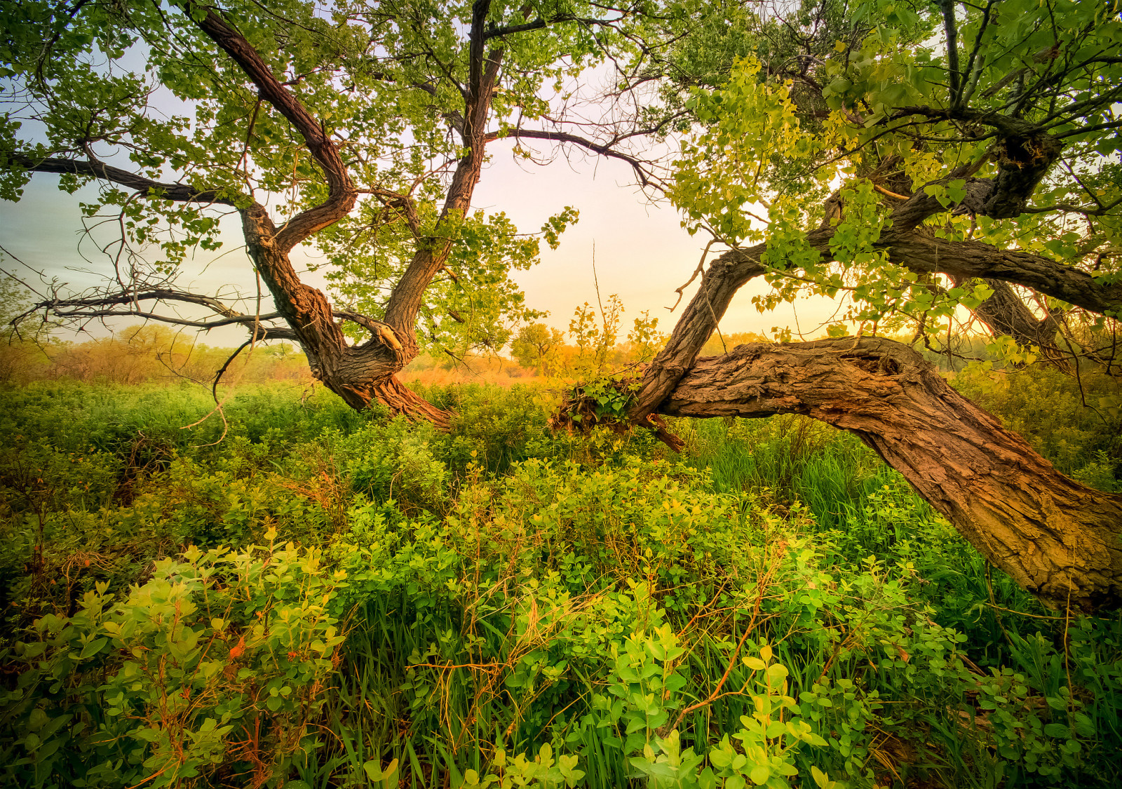 arbre, herbe, Le ciel, Prairie