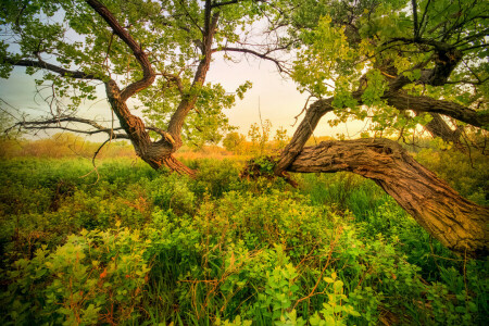 grass, meadow, the sky, tree