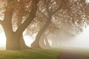 nebbia, mattina, alberi