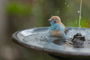 bird, fountain, splashing