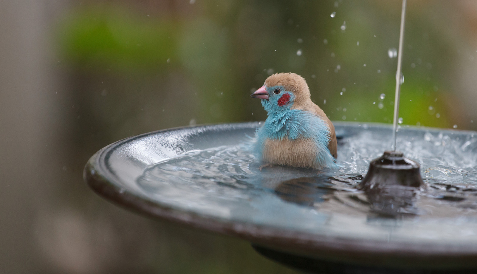 Vogel, Brunnen, planschen