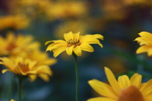 fleur, fleurs, herbe, lumière, macro, lumière du soleil