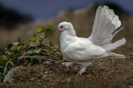 vogel, duif, veren, staart, witte duif