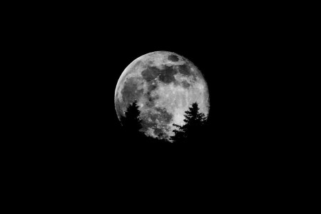 lune, La lune, des arbres