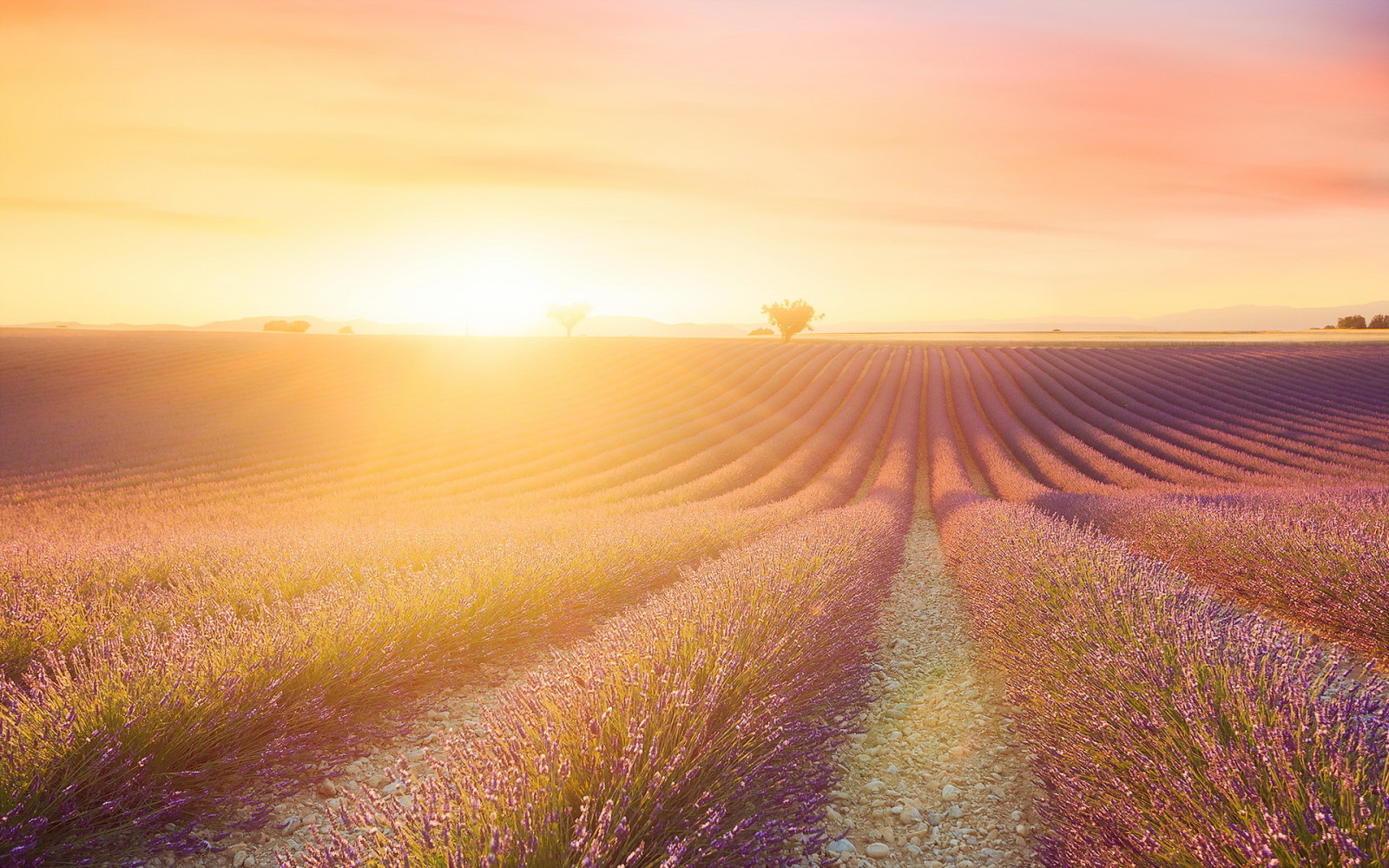 fält, lavendel-, morgon-