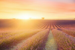 campo, lavanda, Mañana