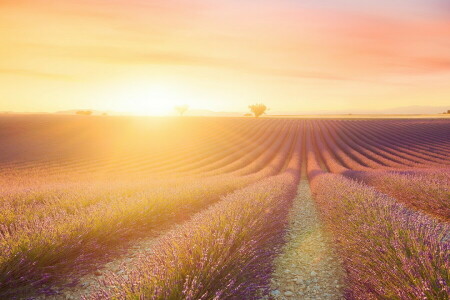 field, lavender, morning