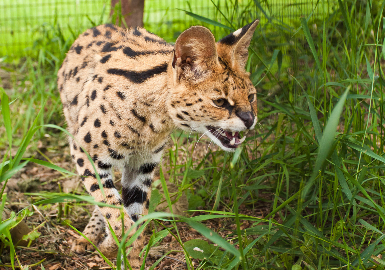 césped, gato, colmillos, Gato cerval