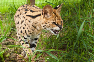 pisică, colti, iarbă, Serval