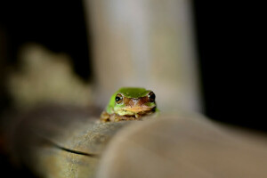 eyes, frog, green, looks