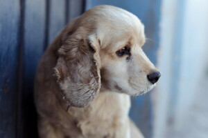 cachorro, cada, Veja