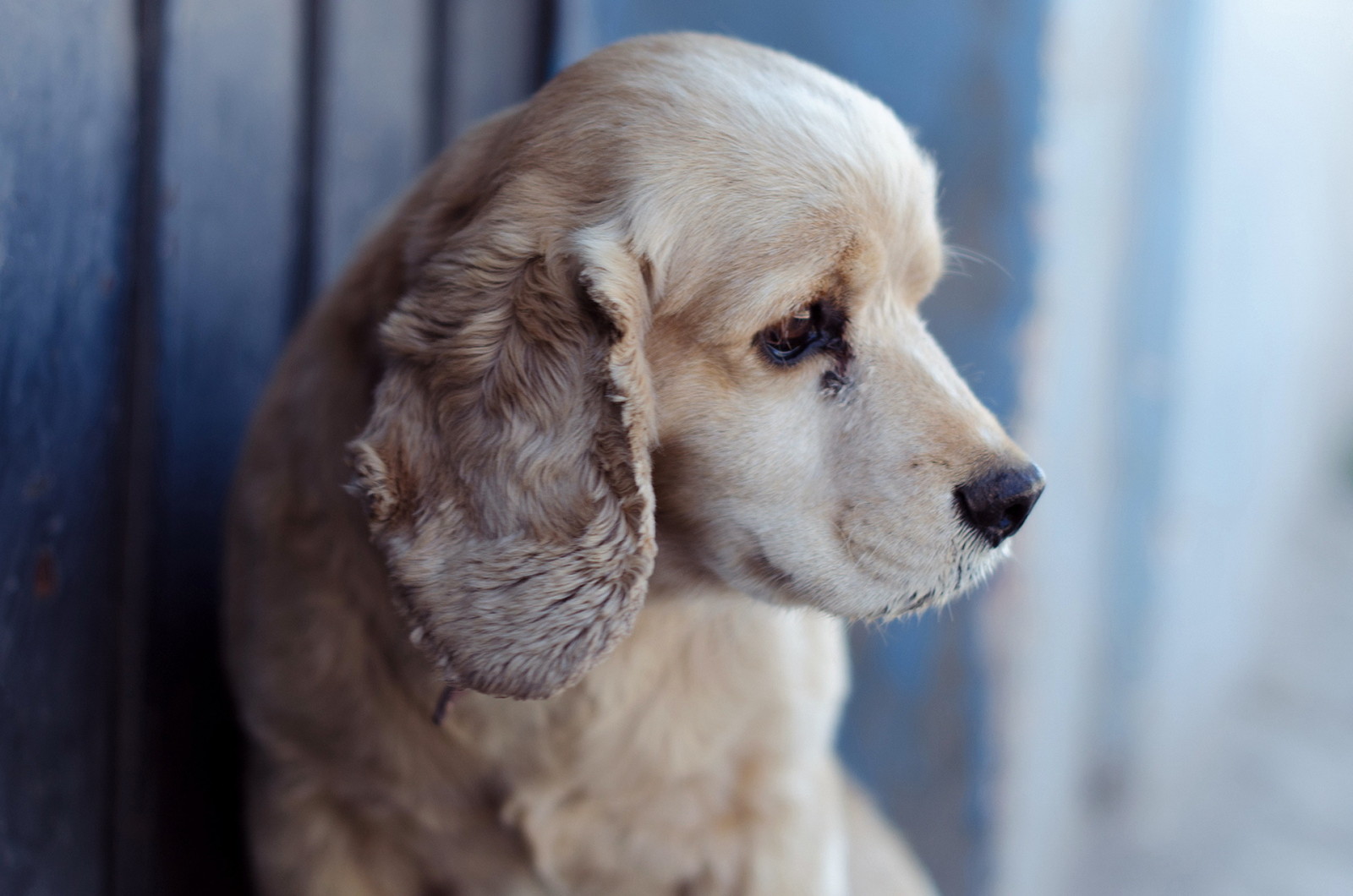 Guarda, cane, ogni