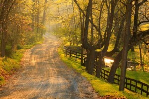 fiori, foresta, erba, natura, Parco, sentiero, strada, primavera