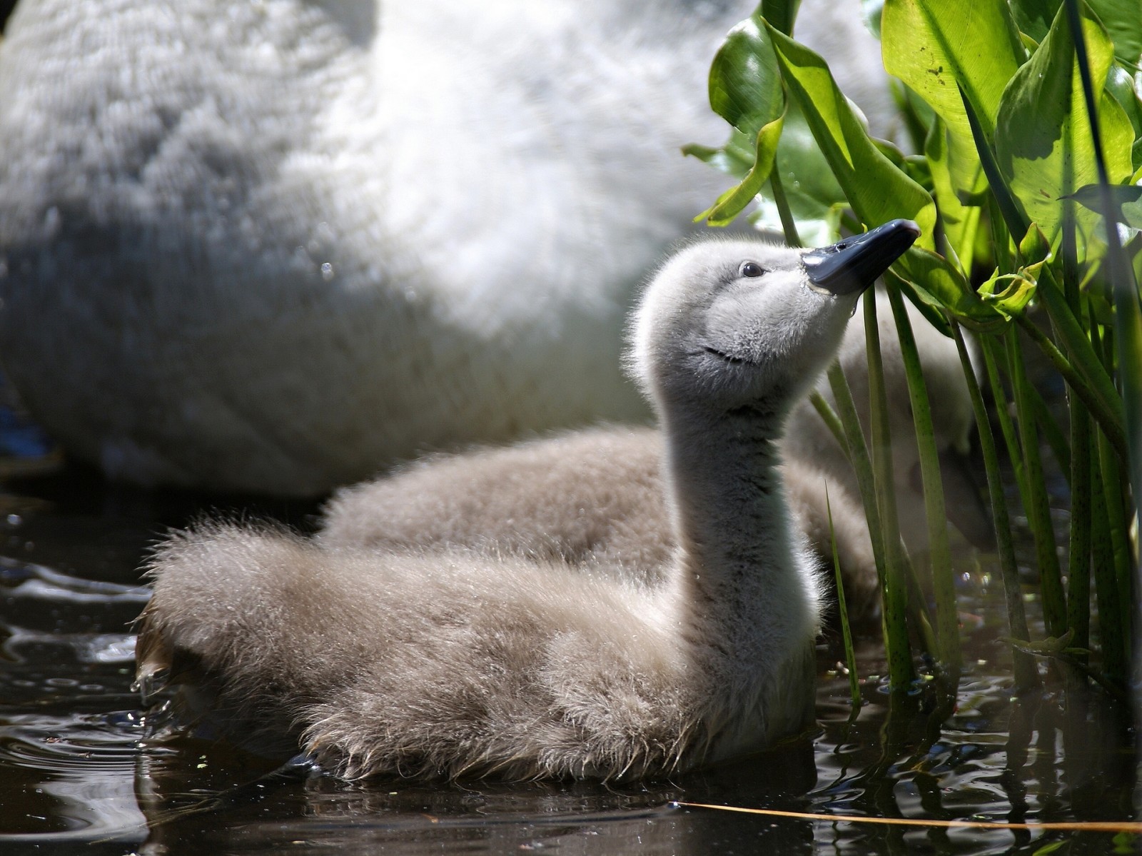 feuilles, poussin, cygne