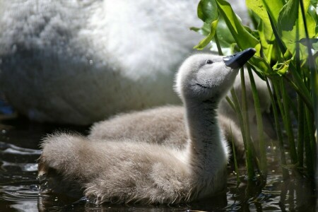 polluelo, hojas, cisne