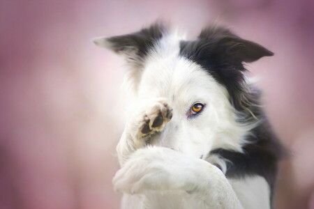 hund, varje, se