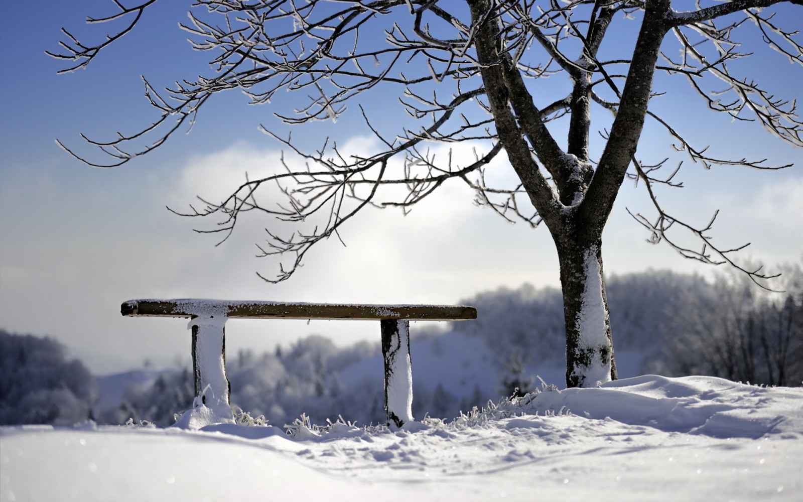 tree, winter, bench