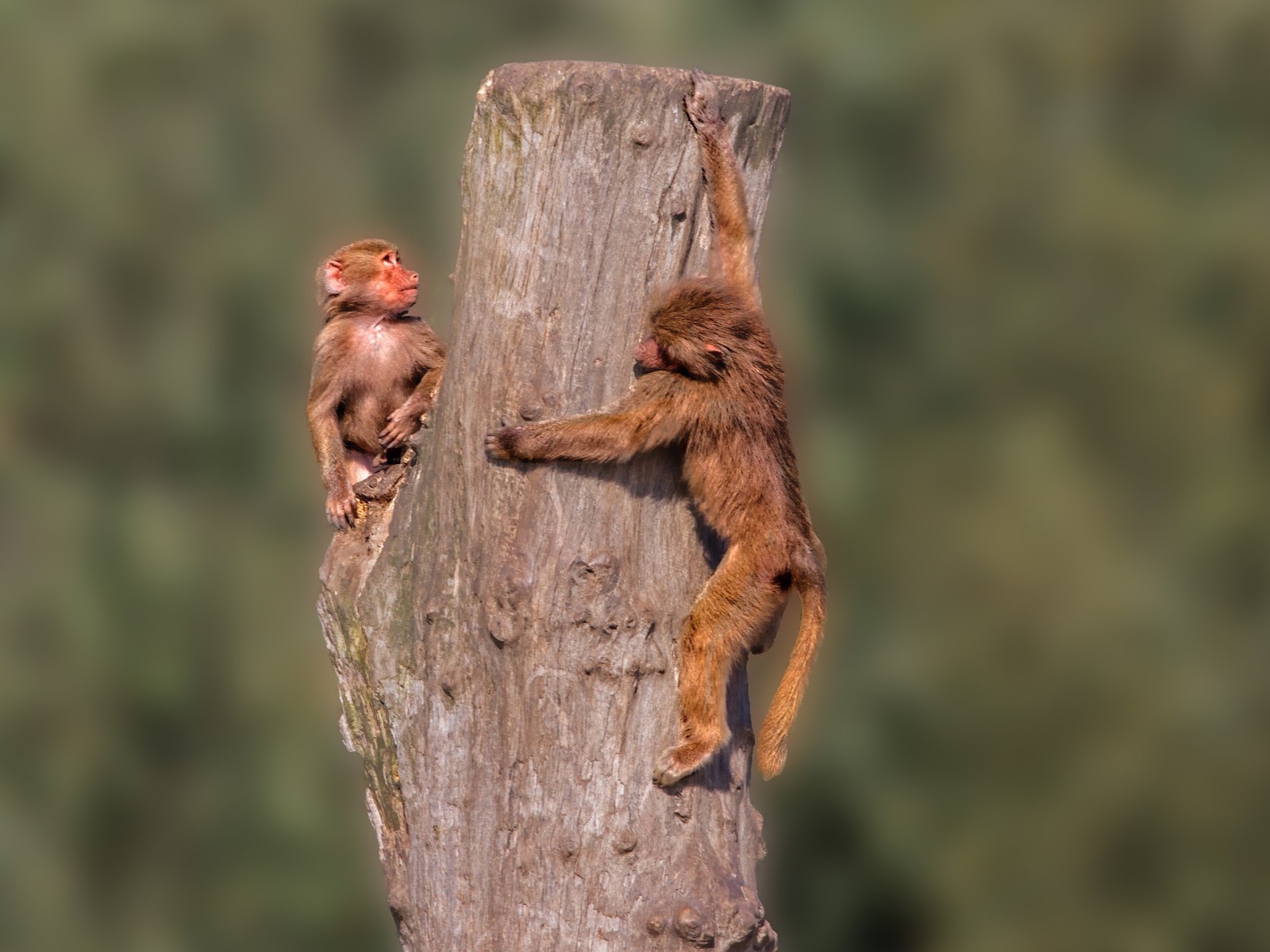 red, monkey, log