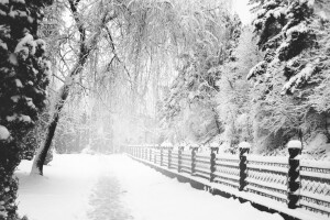 monochrome, Park, path, snow, Trail, winter