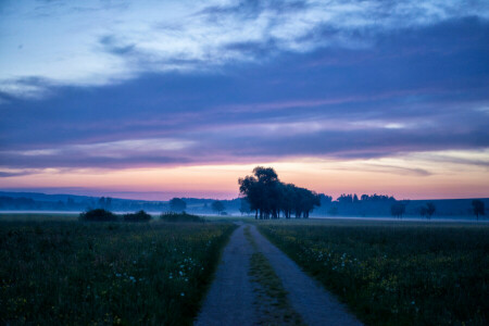 brouillard, Matin, route, printemps, le soir