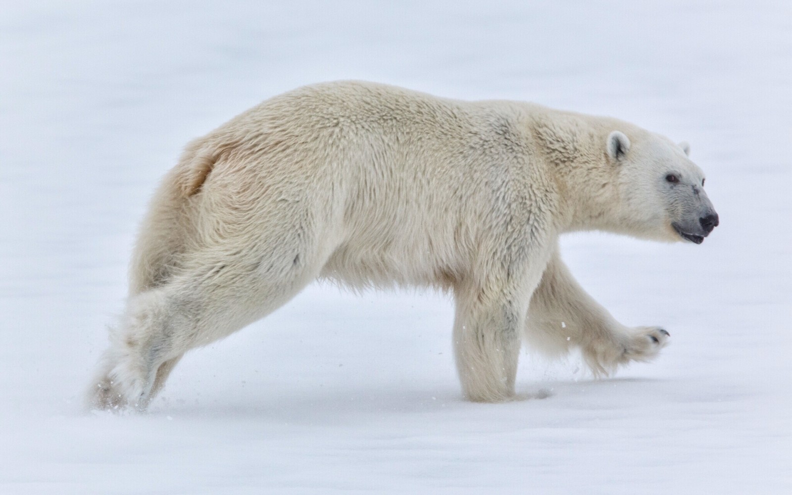 hó, medve, Norvégia, Svalbard