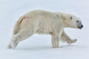 ayı, Norveç, kar, Svalbard