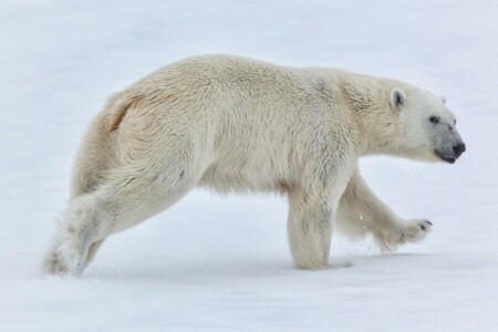 oso, Noruega, nieve, Svalbard