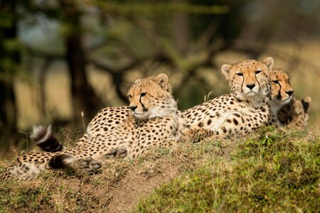 achtergrond, takken, Jachtluipaard, cheeta, familie, heuvel, liggen, kijken