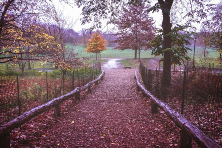 l'automne, branches, Brooklyn, champ, brouillard, feuilles, New York, Prospect Park