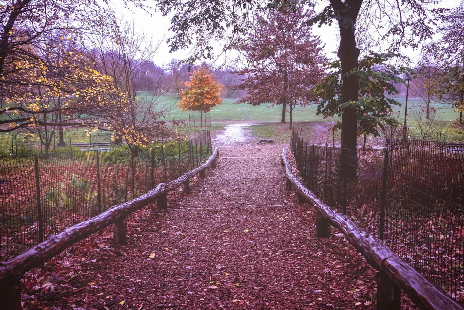 herfst, takken, bomen, veld-, bladeren, mist, de weg, het hek