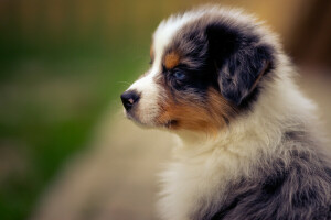 Aussie, Berger australien, chien, portrait, chiot