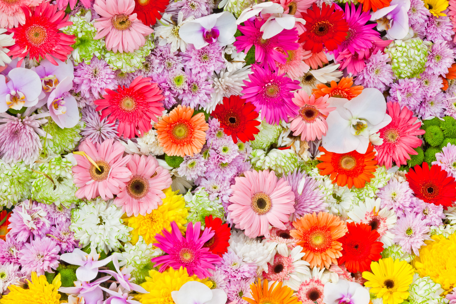 Blumen, Chrysantheme, Gerbera, Orchideen, Gerbera-Gänseblümchen