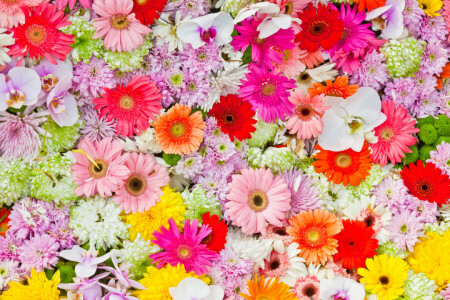 Crisântemo, flores, Gerbera, margaridas gerbera, orquídeas