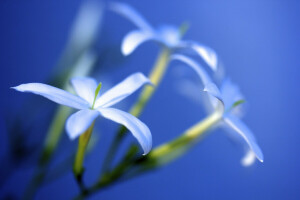 bloemen, Jasmijn, licht, verlichting, ochtend-, zonne-, wit