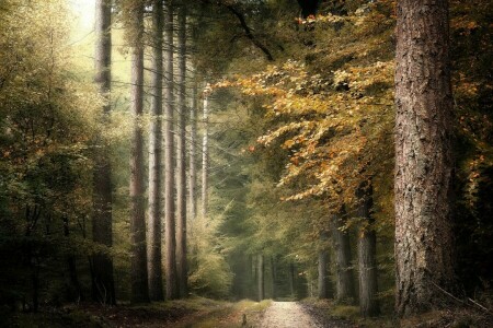 høst, skog, natur