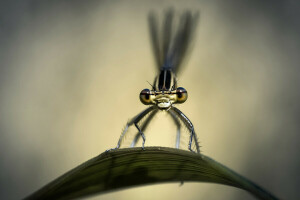 dragonfly, insect, macro, sheet