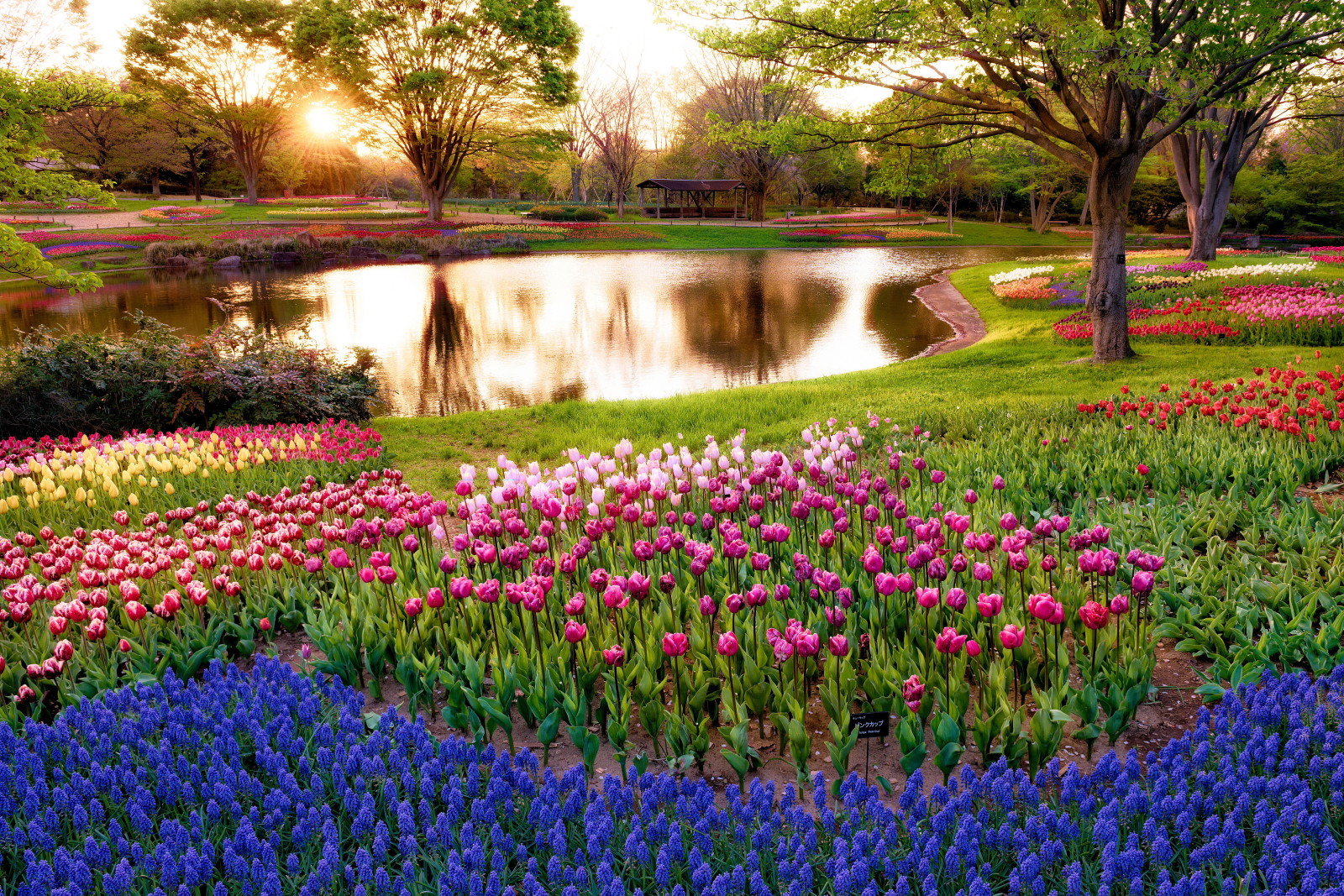 grass, Park, trees, greens, flowers, tulips, pond, colorful