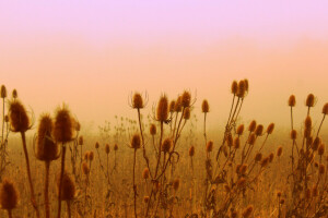 field, flowers, meadow, plant