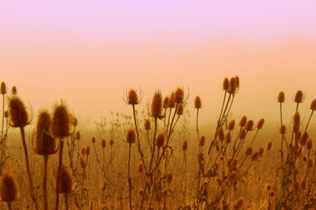 campo, flores, prado, planta