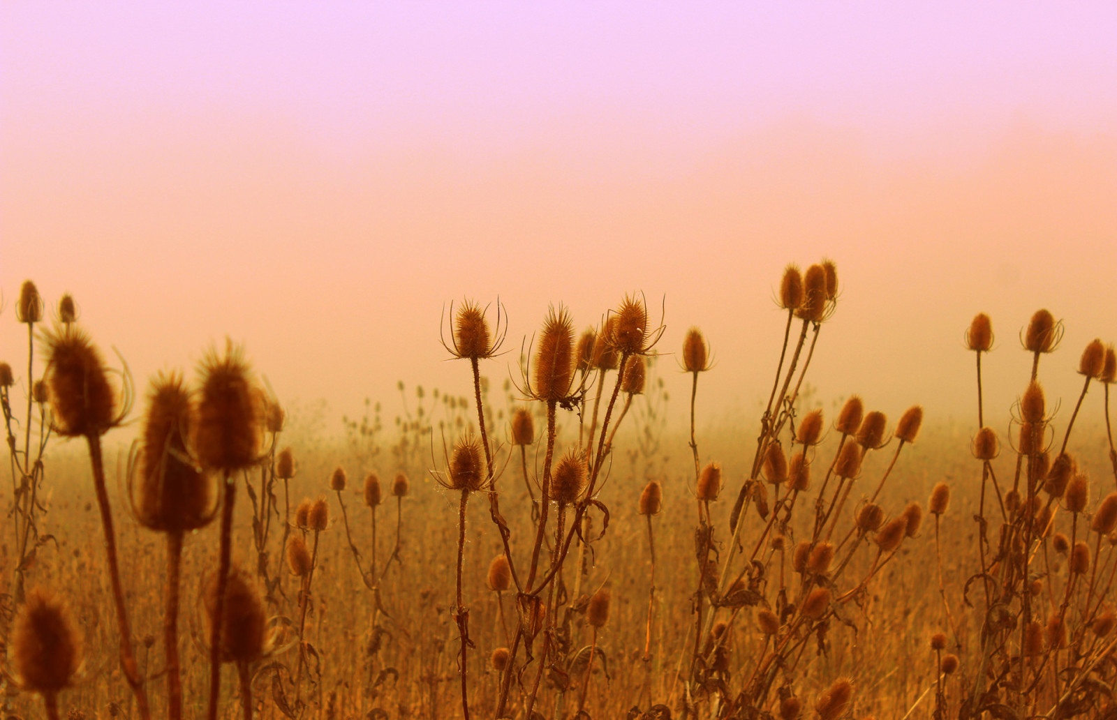 campo, flores, planta, prado