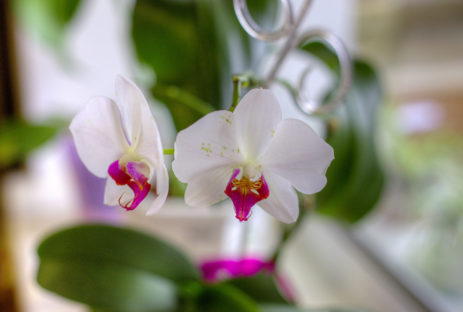 flores, blanco, pétalos, orquídeas