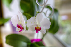 flowers, orchids, petals, white